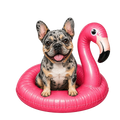 Randomness 674 - Frenchie Float