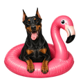 Randomness 554 - Doberman Float
