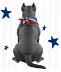 Randomness 426 - Cane Corso Back Usa
