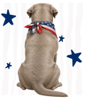 Randomness 1528 - Silver Lab Back