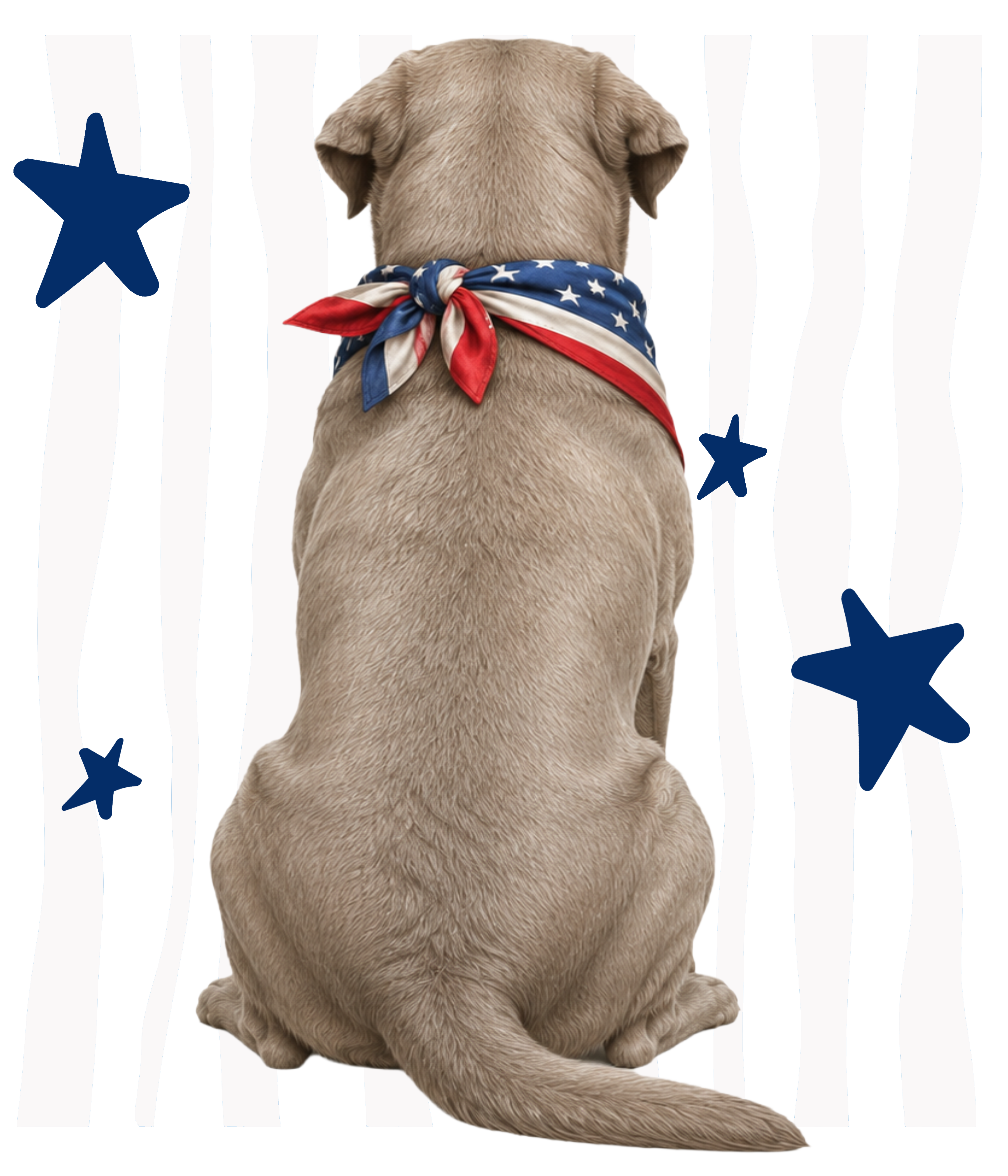 Randomness 1528 - Silver Lab Back