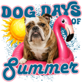 Randomness 391 - Brindle English Bulldog Summer
