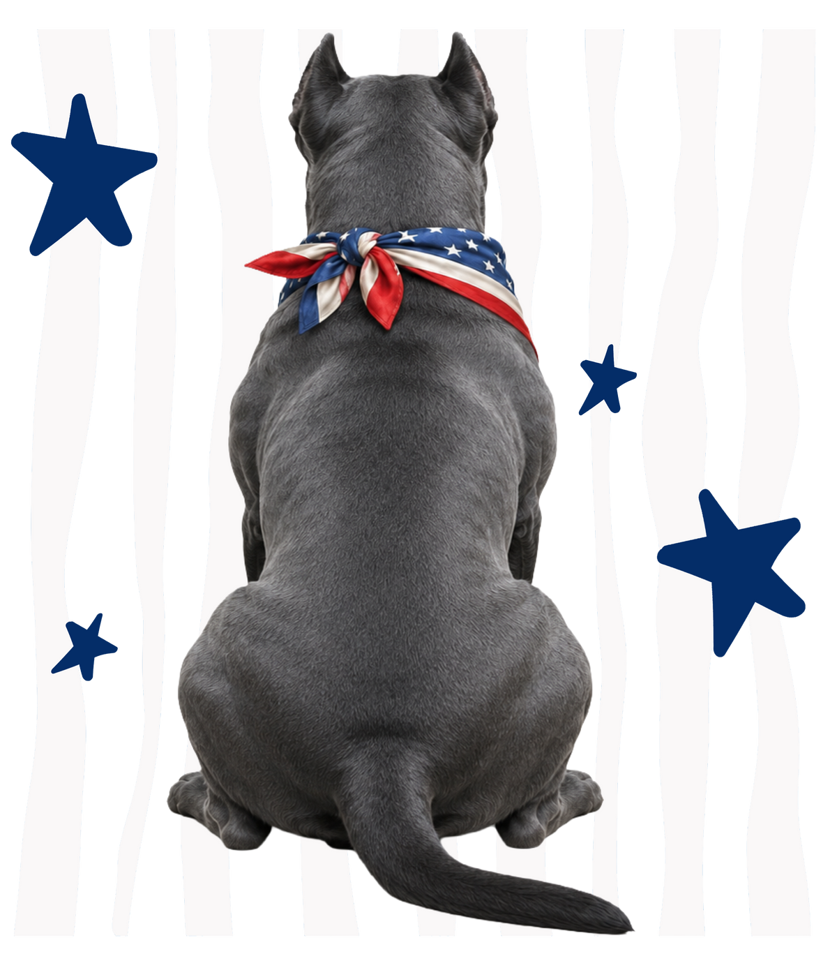 Randomness 426 - Cane Corso Back Usa