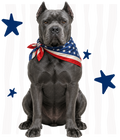 Randomness 430 - Cane Corso Usa Front