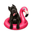 Randomness 427 - Cane Corso Flota